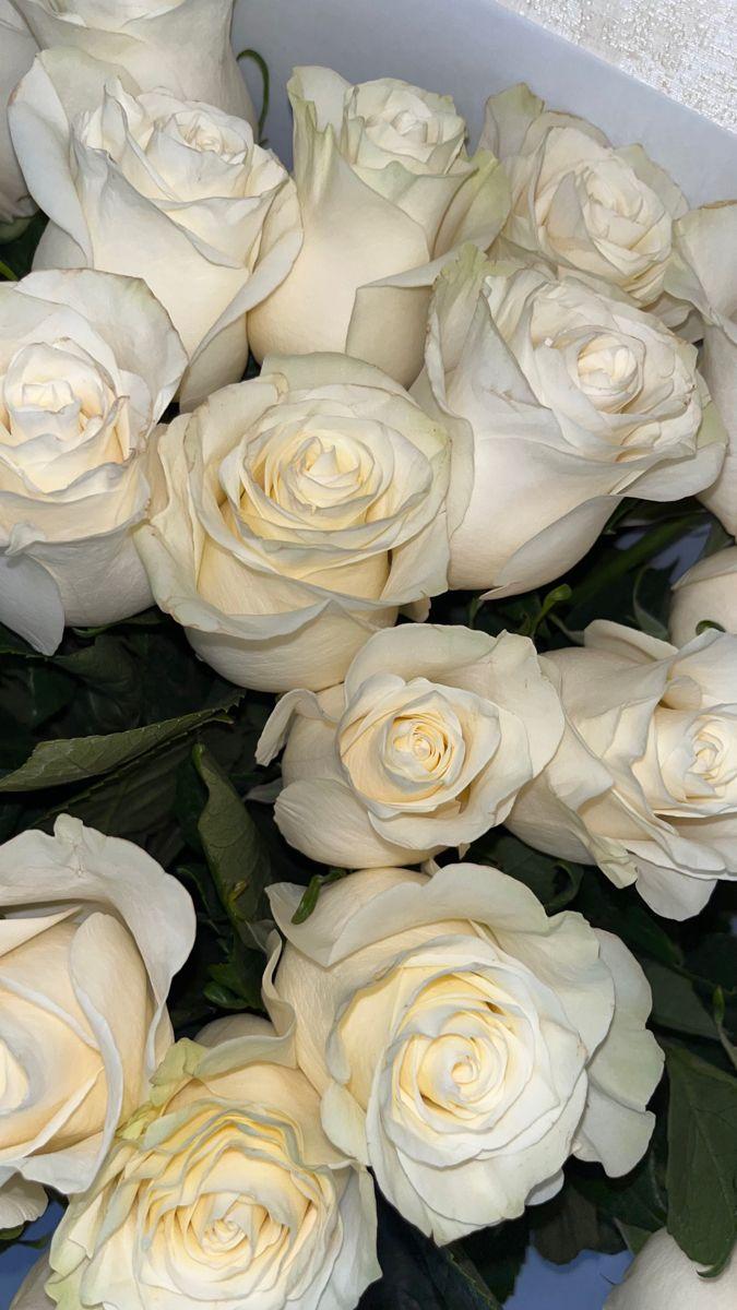 Enchanted Twilight: Velvet Petal Cascade
